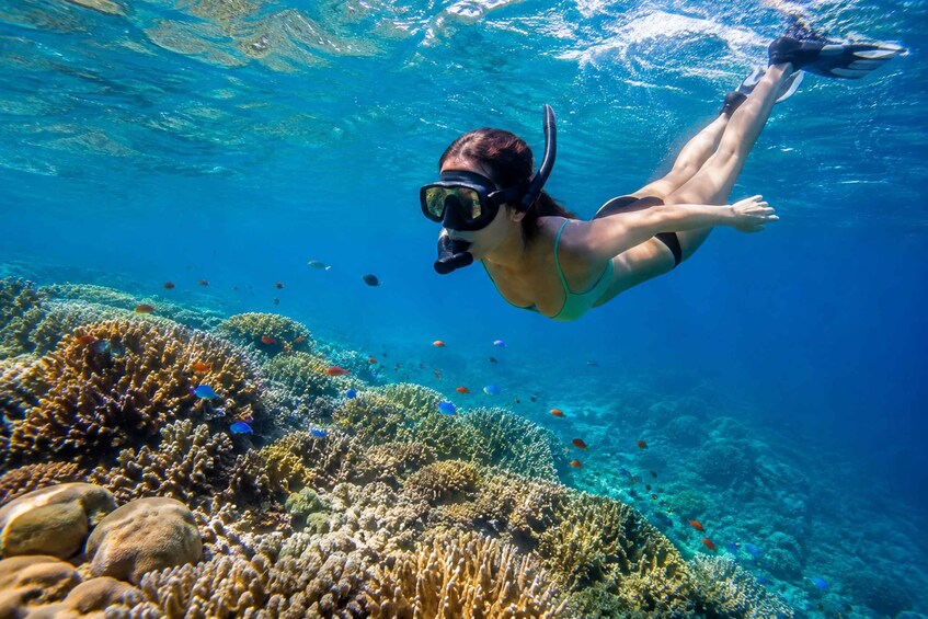 A person snorkeling underwater with coral and fish. 3