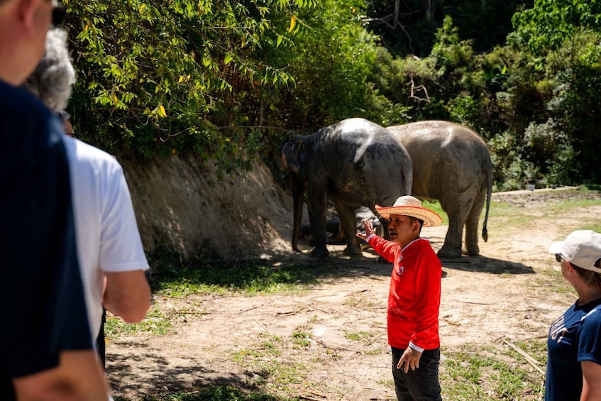 A person in a red shirt and straw hat interacting with elephants in a natural setting. 1