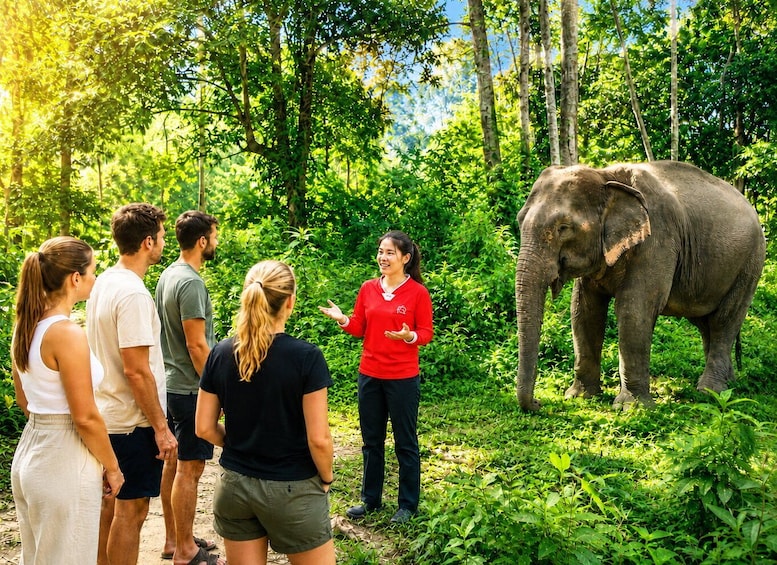 A group of people observing an elephant in a lush green forest. 3