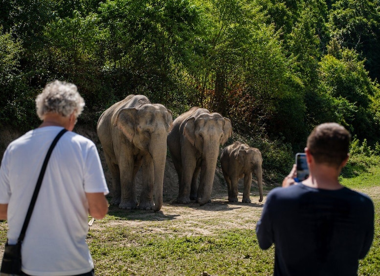 A group of elephants walking on a dirt path with dense greenery in the background. 4