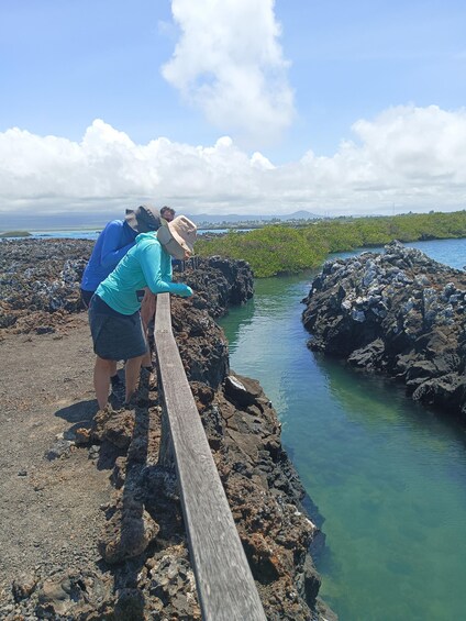 Picture 11 for Activity Half Day Tintoreras Tour from Isabela Island 3