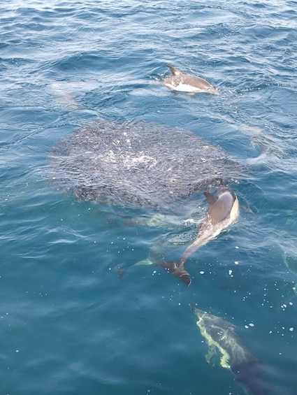 A large whale swimming in the ocean. 5
