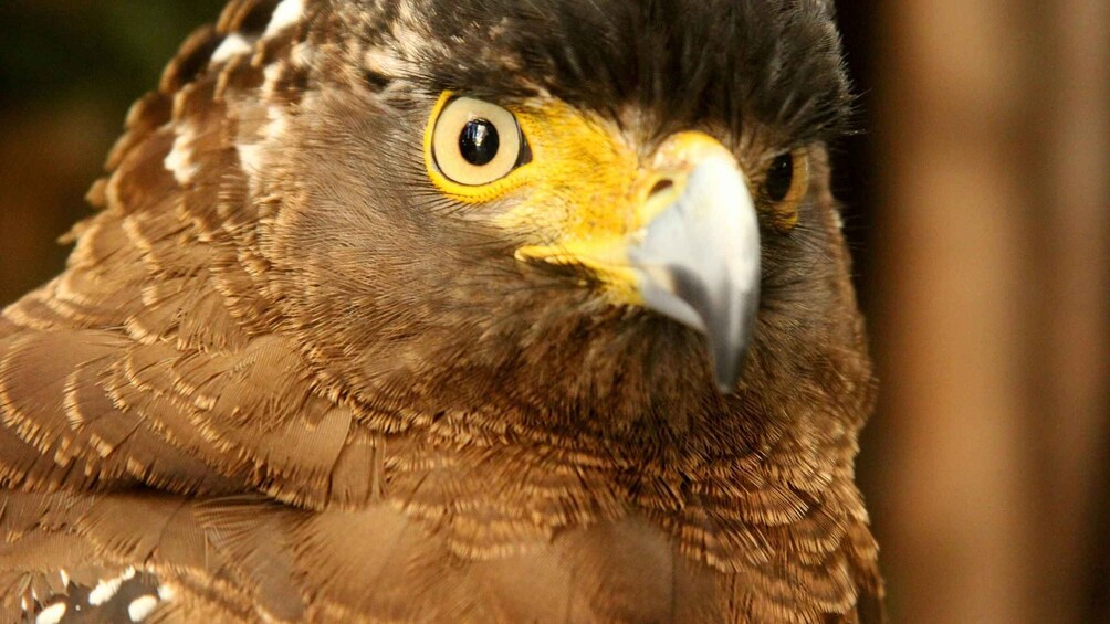 Nahaufnahme eines Greifvogels mit gelben Augen und einem scharfen Schnabel. 2