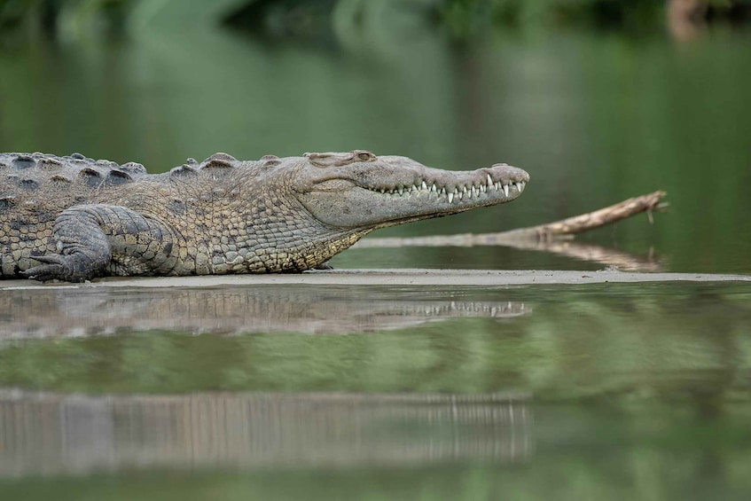 Ein Krokodil ruht am Ufer. 4