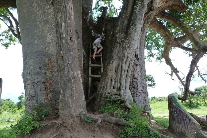 Picture 6 for Activity Mikumi National Park: 3 days 2 nights Safari 3