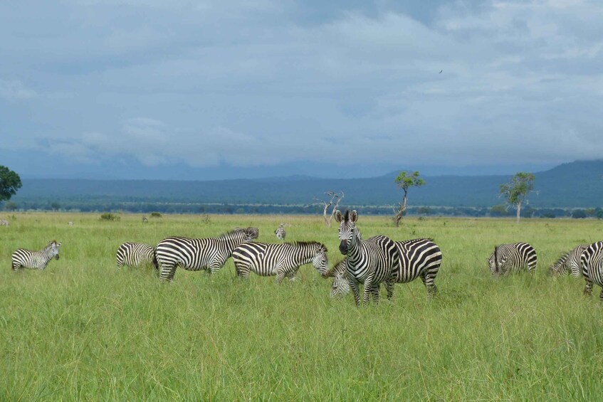 Picture 5 for Activity Mikumi National Park: 3 days 2 nights Safari 2