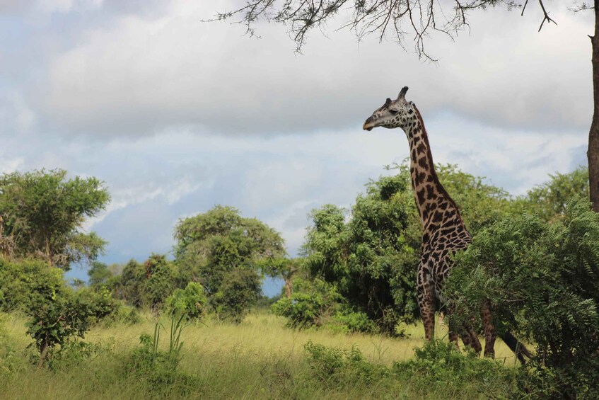 A giraffe standing in a grassy field with trees and a cloudy sky in the background. 3
