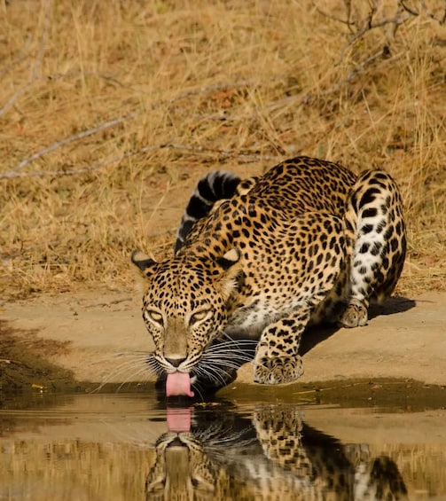En leopard som dricker vatten ur en vattenpöl. 1