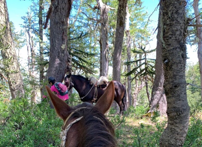 Picture 10 for Activity Pucón: Horseback riding and camping with a view of the volcanoes. 1