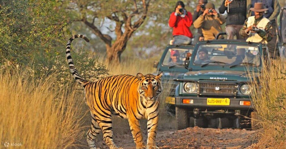 A tiger walking in a grassy area with a vehicle and people in the background. 1