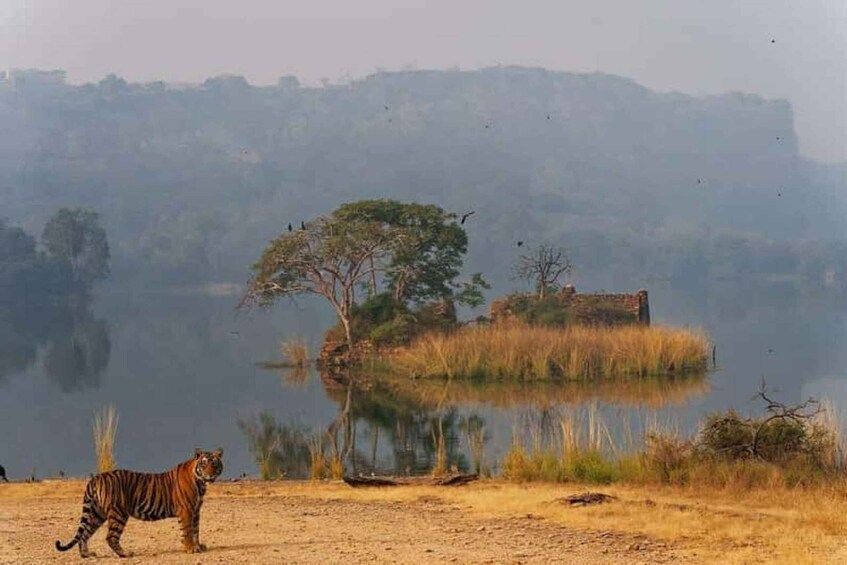 A tiger walking near a lake with trees and a distant hill. 4