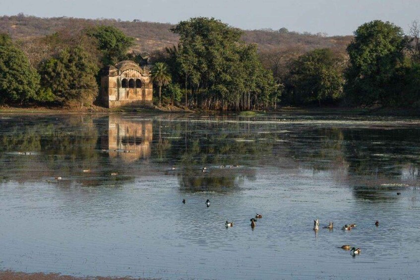 A calm lake with ducks swimming, surrounded by trees and a stone structure. 2
