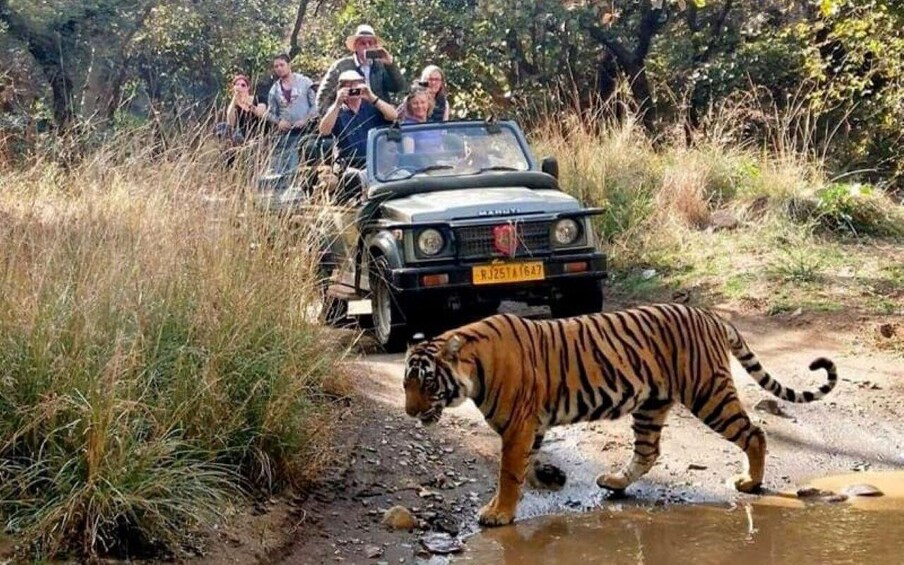 A tiger walking on a muddy path with a vehicle and people behind it. 3