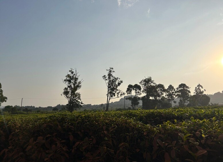 A field of crops with trees in the background and a clear sky. 2