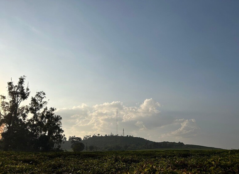 A tea plantation with a clear sky and a distant hill with a tower. 4