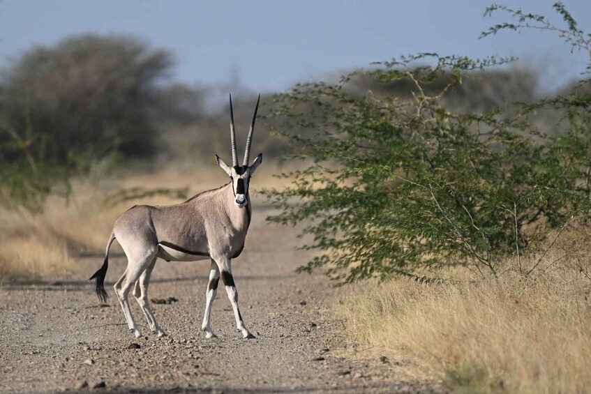Ethiopia: 8-Day Wildlife Tour with Night Game Drives 1