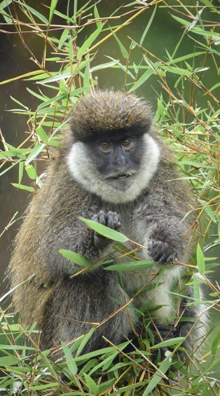 Picture 9 for Activity Ethiopia: 8-Day Wildlife Tour with Night Game Drives 2