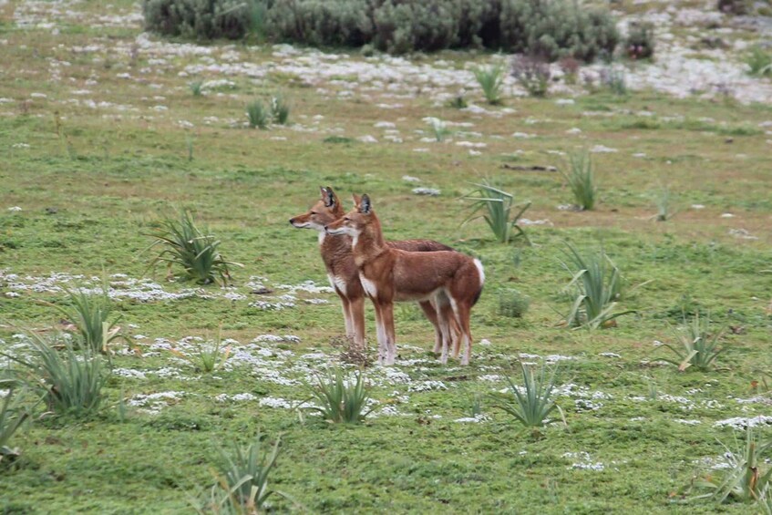 Picture 12 for Activity Ethiopia: 8-Day Wildlife Tour with Night Game Drives 4