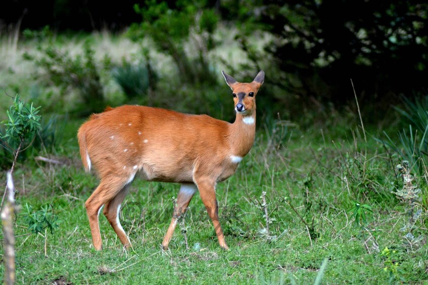 Picture 10 for Activity Ethiopia: 8-Day Wildlife Tour with Night Game Drives 3