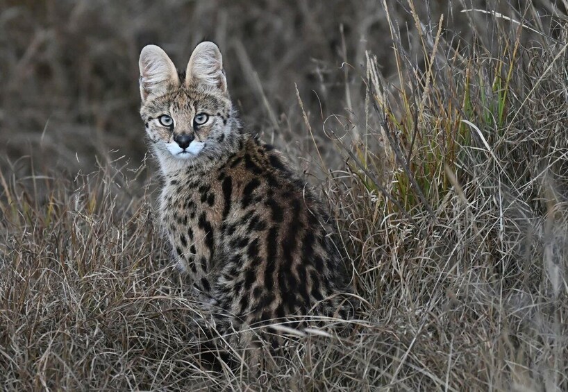 Picture 3 for Activity Ethiopia: 8-Day Wildlife Tour with Night Game Drives 5