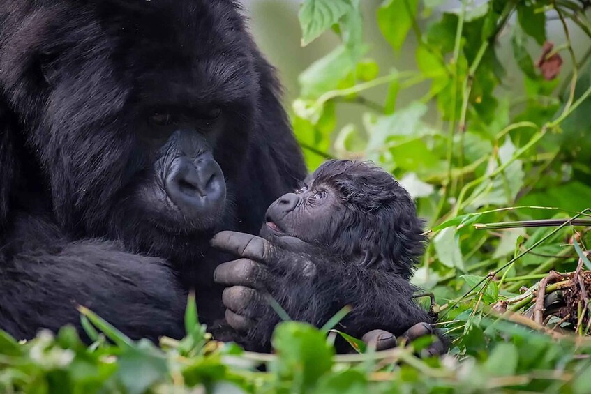 A gorilla holding a baby gorilla. 1