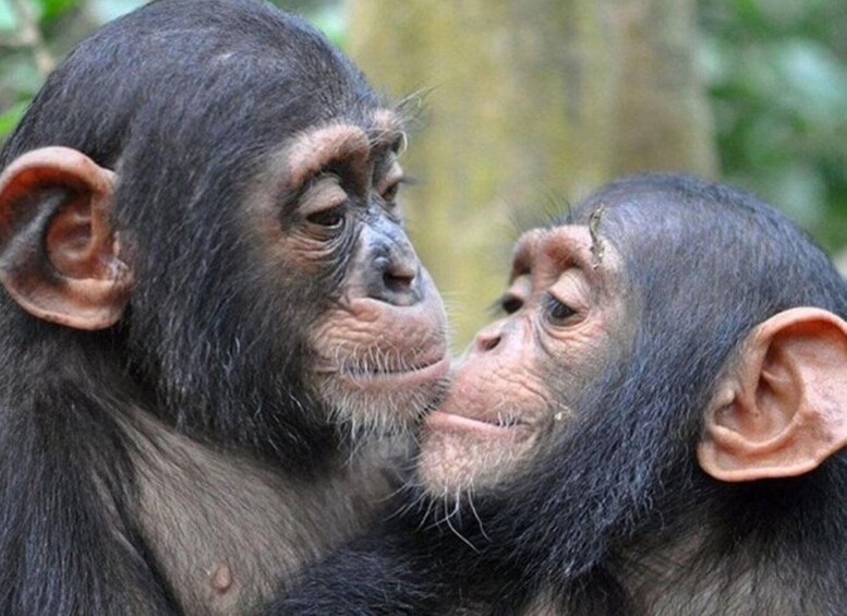 Rwanda: 5-Day Chimpanzee, Gorilla and Golden Monkey Trekking 2