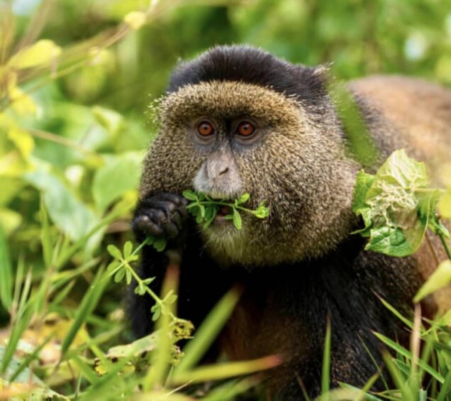 Rwanda: 5-Day Chimpanzee, Gorilla and Golden Monkey Trekking 4