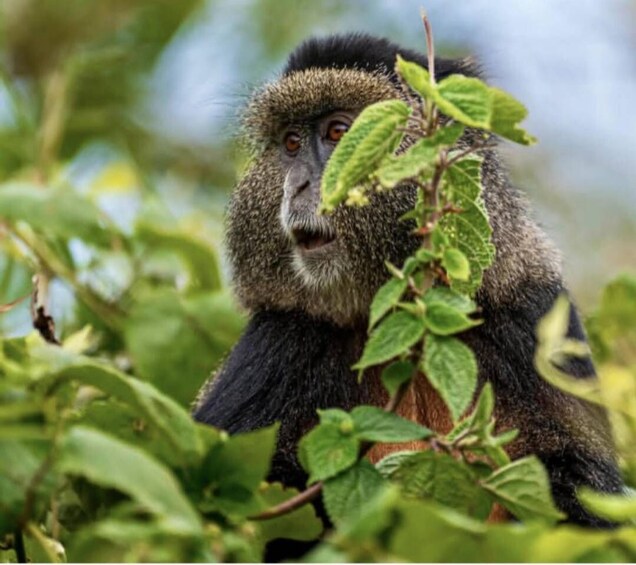 Picture 23 for Activity Rwanda: 5-Day Chimpanzee, Gorilla and Golden Monkey Trekking 5