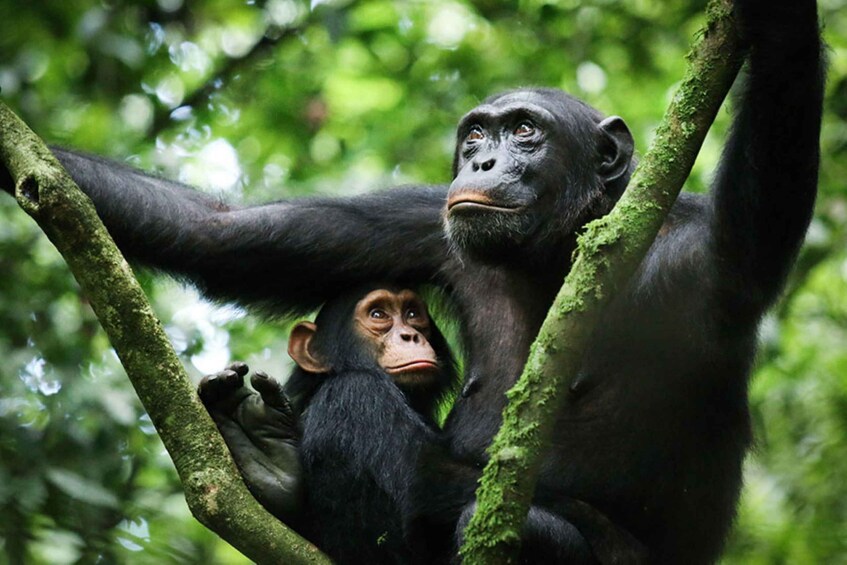 Picture 10 for Activity Rwanda: 5-Day Chimpanzee, Gorilla and Golden Monkey Trekking 3