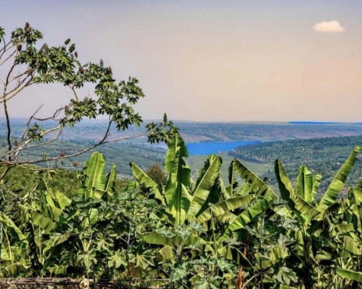 A lush banana plantation with a view of distant hills and a blue lake. 5