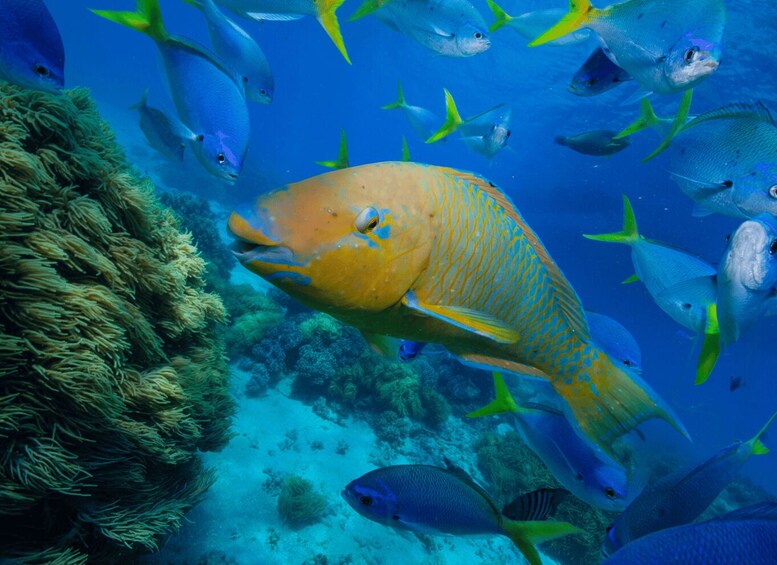 A large fish surrounded by smaller fish in a clear blue underwater environment. 2