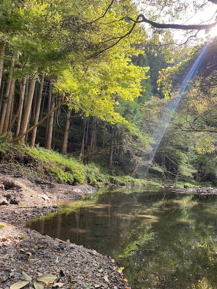 A forested riverbank with sunlight filtering through trees. 5