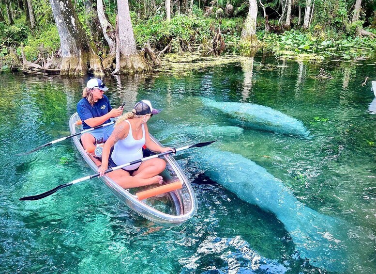 Silver Springs: Manatees, Monkeys, and Natural Spring Tour 2