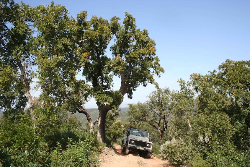 A vehicle navigating a dirt path through a dense forest with large trees. 4