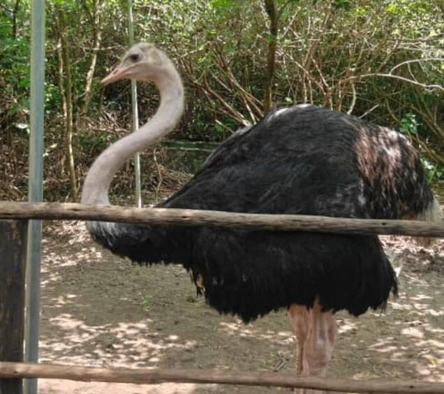 An ostrich in a fenced enclosure with trees in the background. 4