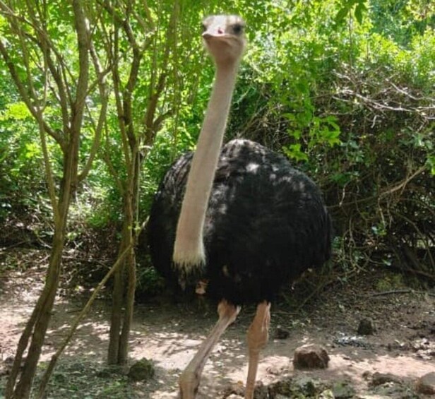 An ostrich in a natural setting with trees and rocks. 3