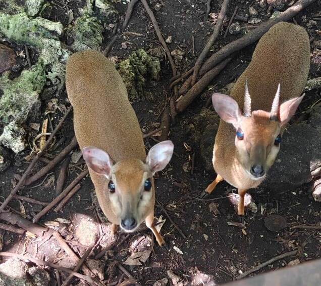 Two deer with brown coats and white-tipped ears in a forested area with leaf litter and moss-covered rocks. 5