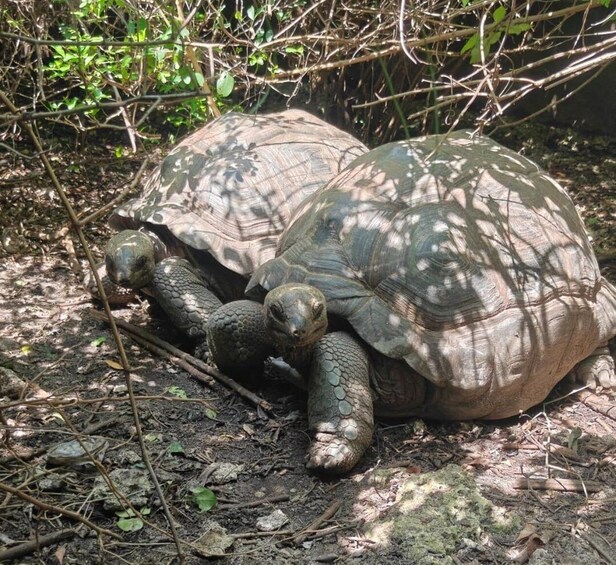 A large tortoise on the forest floor. 2