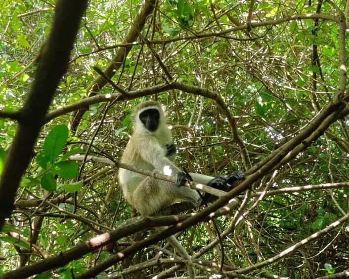 A monkey sitting on a tree branch surrounded by dense foliage. 1