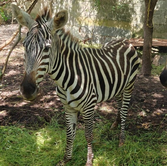 A zebra standing in a grassy enclosure with trees and a stone wall in the background. 5