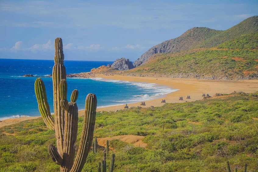 A coastal landscape with a large cactus in the foreground, a sandy beach, and a rocky hill in the background. 5