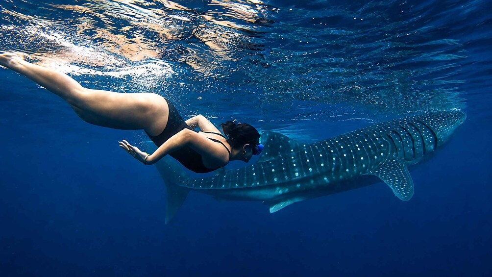 Picture 8 for Activity Cebu: Whale Sharks, Inambakan Falls & Moalboal Sardines 4