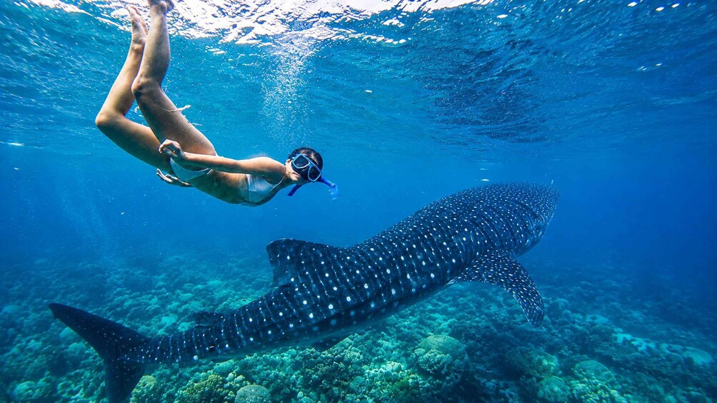Cebu: Whale Sharks, Inambakan Falls & Moalboal Sardines 1