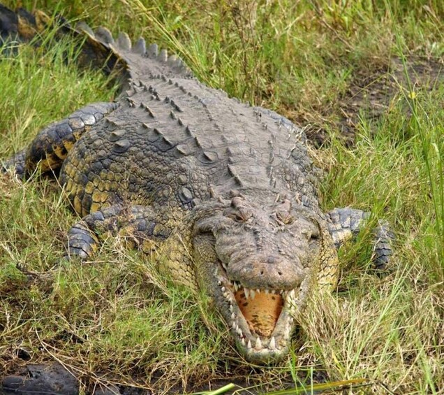 Picture 4 for Activity Chobe National Park With lunch: From Victoria Falls Zimbabwe 2