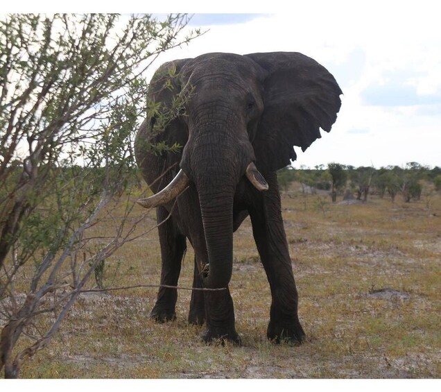 Picture 2 for Activity Chobe National Park With lunch: From Victoria Falls Zimbabwe 5