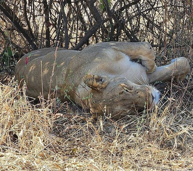 Picture 7 for Activity Chobe National Park With lunch: From Victoria Falls Zimbabwe 3