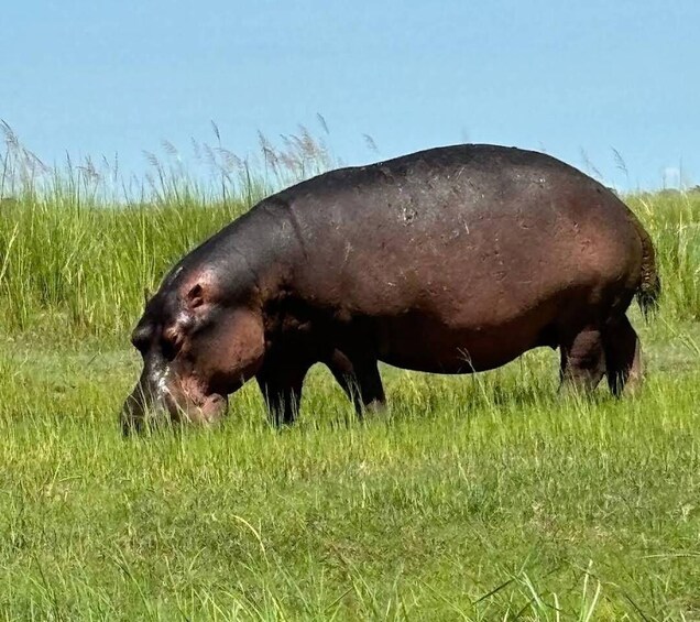 Picture 3 for Activity Chobe National Park With lunch: From Victoria Falls Zimbabwe 4