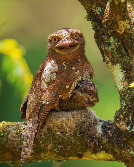 A bird perched on a mossy tree branch. 5