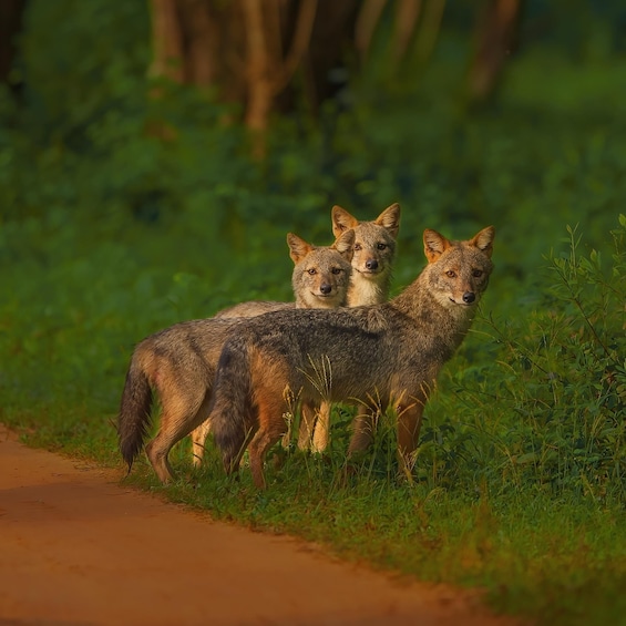 Three foxes standing on a dirt path surrounded by green grass and trees. 4