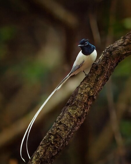 A bird with a long tail perched on a tree branch. 3